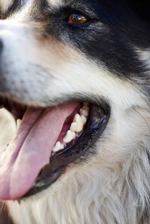 Hondengebit verzorgen welkoop